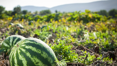 Melancia ganha espaço pelo sabor no país