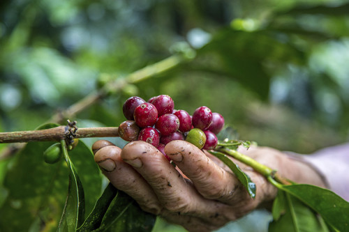 Entenda por que raízes profundas blindam o café na estiagem
