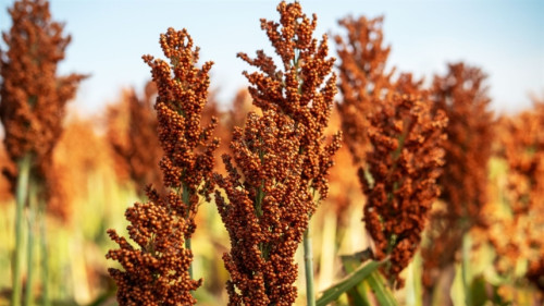 Sorgo pode substituir milho na silagem?