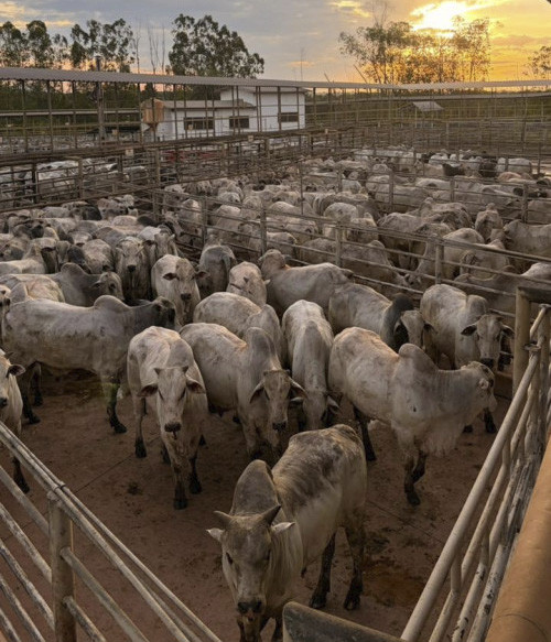 Segunda etapa nacional do Circuito Nelore de Qualidade 2026 avalia 1.204 animais em São Geraldo do Araguaia (PA)