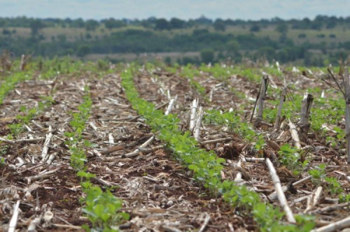 Fixação biológica poupa bilhões e garante recordes na soja