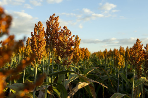 Com potencial para produzir mesmo em situações climáticas severas, sorgo avança no Brasil