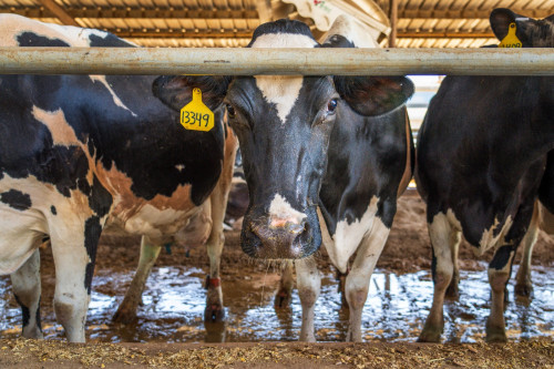 Saúde da vaca no período de transição influencia produtividade, consumo alimentar e desempenho na lactação