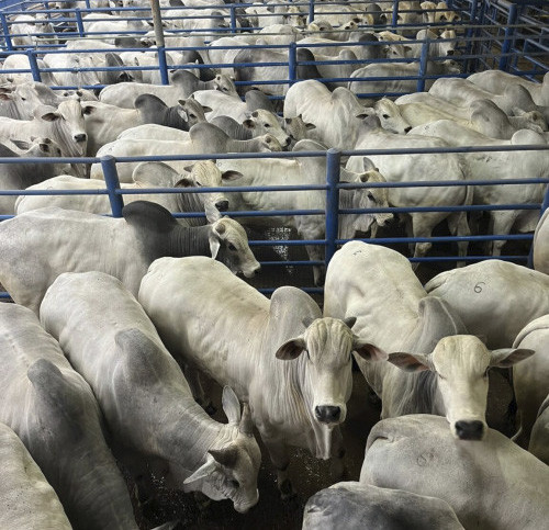 Corrida contra salvaguardas faz China disparar compra de carne em 39%