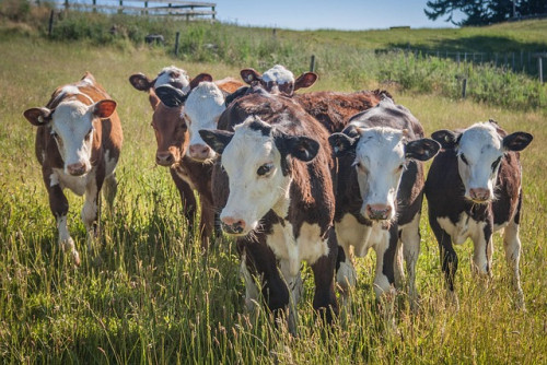 Como um único verme no Texas derrubou ações de frigoríficos na bolsa
