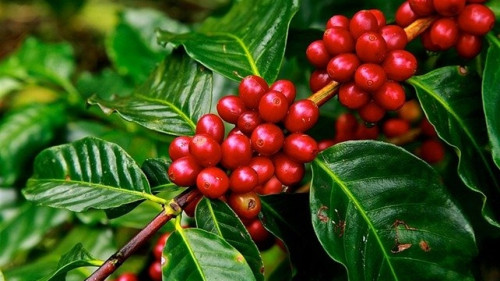 Bioinsumos avançam na cafeicultura