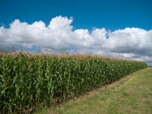 Clima irregular e pragas desafiam milho às vésperas da colheita