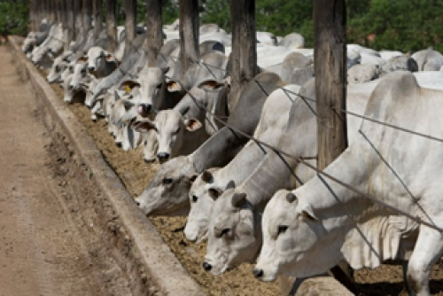 Esclarecimentos sobre as discussões regulatórias envolvendo o uso de antimicrobianos na produção animal