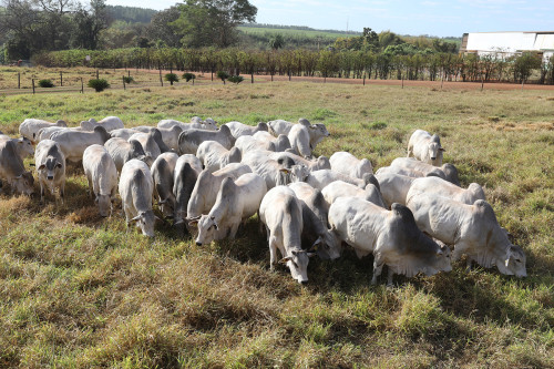 Genética de ponta: CFM leva 600 reprodutores Nelore para Campo Grande