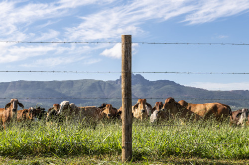 Cercas de alto desempenho aumentam eficiência no manejo de bovinos e reduzem perdas no campo
