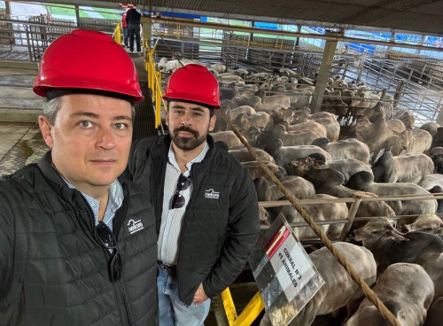 No Paraguai, 1.016 animais são avaliados em etapa internacional do Circuito Nelore de Qualidade