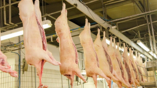 Exportação de carne suína cresce 9% e atinge recorde histórico em maio