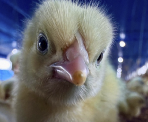 Vetanco anuncia vencedores do segundo Concurso Fotográfico Chicken Lovers