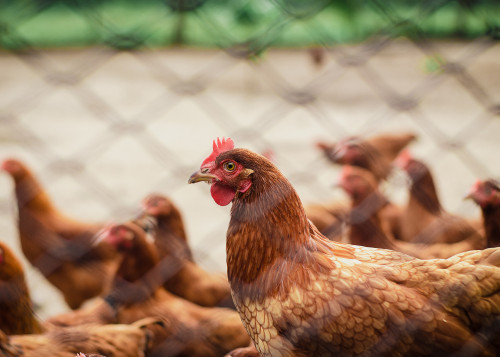 Alimento, ambiente e qualidade intestinal das aves são os três principais fatores associados à presença de Salmonella nas granjas