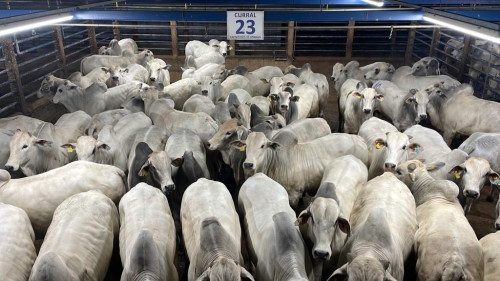 Circuito Nelore de Qualidade retorna a Barra do Garças (MT) após etapa recorde