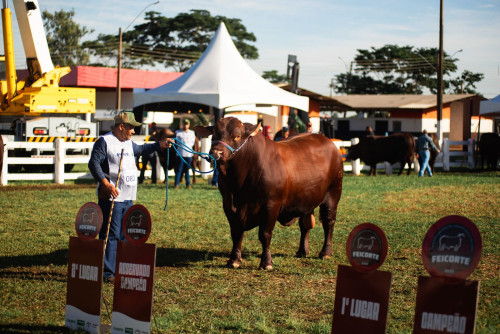 Julgamento do Santa Gertrudis na Feicorte mostra avanços da raça