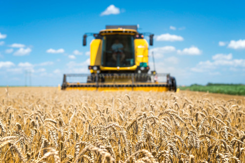Safra de trigo deve encolher 20% no Brasil em 2026, aponta Conab