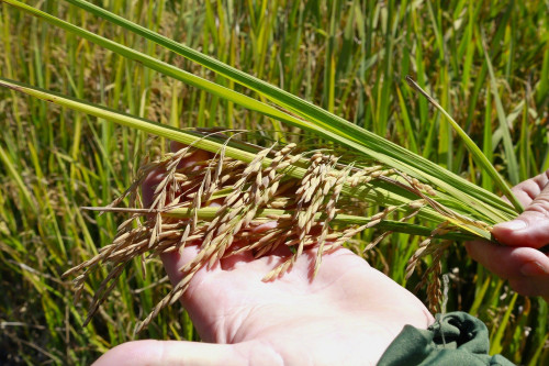 El Niño volta ao radar do arroz