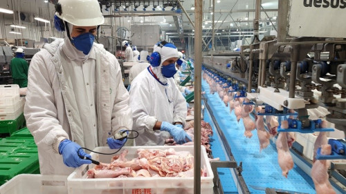 Preço do frango fecha julho estável com ajuste no alojamento