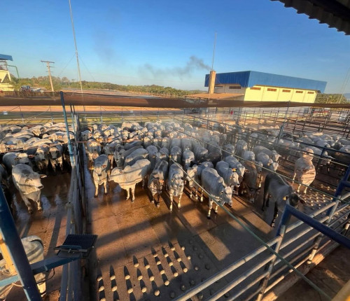 Circuito Nelore de Qualidade avaliará 800 animais em Pontes e Lacerda (MT)