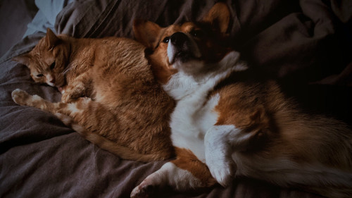 Equilíbrio de nutrientes faz toda a diferença na saúde dos pets