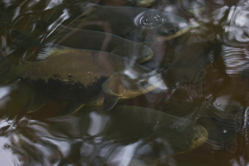 Doenças bacterianas podem comprometer a produção de peixes; saiba como prevenir