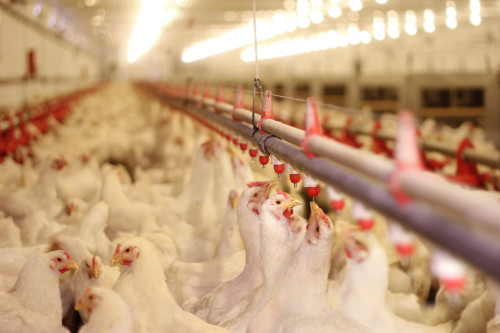 Jornada da Salmonella até a granja começa muito antes do que você imagina