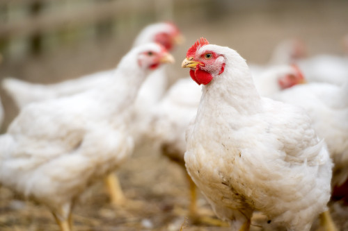Equilíbrio intestinal é essencial no desempenho produtivo na avicultura