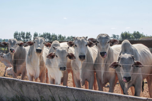 Seca pressiona a pecuária e acelera adoção de sistemas mais resilientes no campo