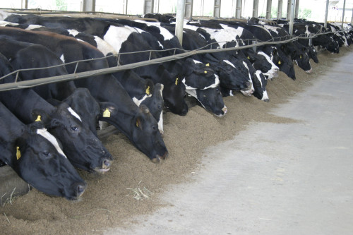 Leveduras ganham espaço após restrição de antimicrobianos no Brasil