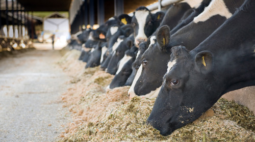 Phibro Saúde Animal participa da Agroleite 2026 com foco em saúde, nutrição e produtividade