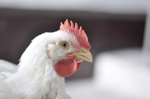 Phibro leva soluções para saúde animal e lança Atlas de Patologia Aviária no Siavs 2026