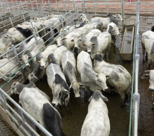 Circuito Nelore de Qualidade: 338 animais serão avaliados em Teixeira de Freitas (BA)