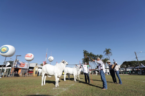 Rio Verde (GO) sedia Exposição Ouro do Ranking Nacional Nelore, Nelore Mocho e Nelore Pelagens 2025/2026