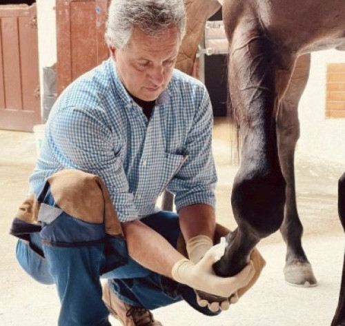 O preparo dos cavalos de corrida faz a diferença nos resultados das competições