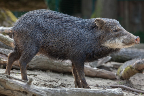 Queixada desafia produtores a proteger plantações e manter o equilíbrio com a fauna