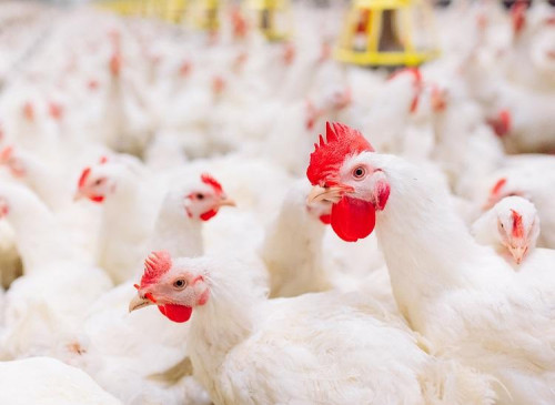 Embarques de frango sobem 40% em junho e batem recorde histórico