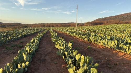 Fazenda modelo em Araçuaí testa palma para baratear custos