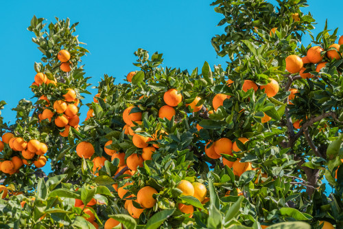 Da pesquisa ao campo: Empresa leva inovação à Coopercitrus Expo