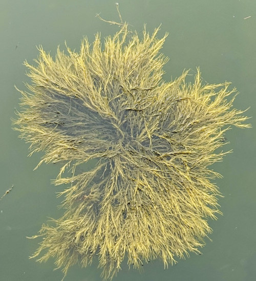 Bioestimulante à base da alga Ascophyllum nodosum é inovação para uma agricultura mais sustentável