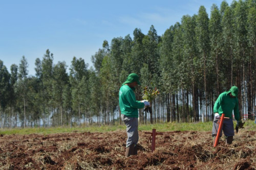 Brasil pode somar 8 milhões de hectares de florestas até 2035