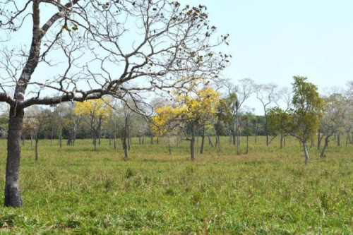 Como pecuaristas de Mato Grosso do Sul blindam o bolso na estiagem