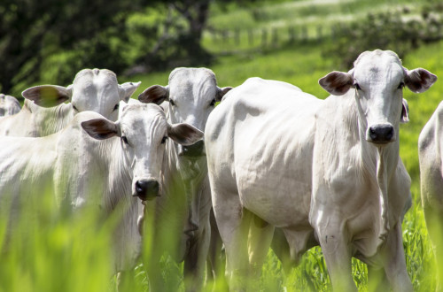 ICC Nutrição Animal conquista certificação de Empresa Amiga do Bem-Estar Animal
