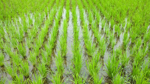 Chuva reduz folga para plantio do arroz no Mercosul