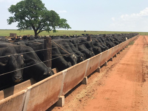 Phibro Saúde Animal leva estação técnica e tecnologia para bovinos de corte ao BeefDay