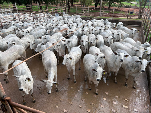 Araputanga (MT) recebe o Circuito Nelore de Qualidade com avaliação de 1.060 animais
