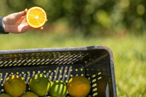 França investe em óleos de laranja azeda e suinocultura em MS