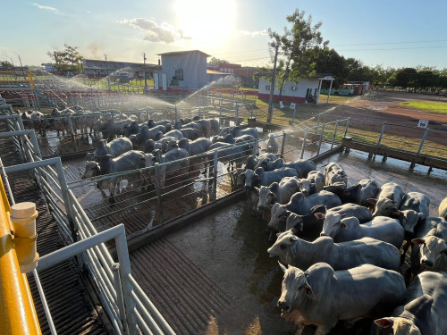 347 animais são avaliados no Circuito Nelore de Qualidade em Igarapé do Meio (MA)