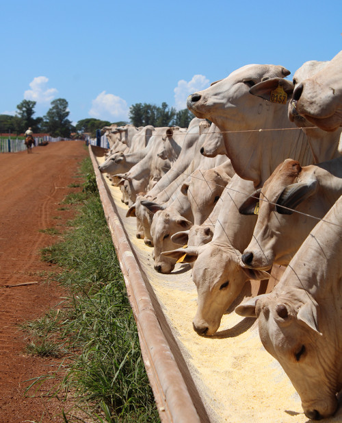 MCassab lança plataforma de gestão de dados para confinamentos no BeefDay