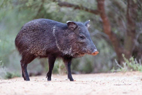 Presença de catetos exige medidas preventivas em áreas agrícolas